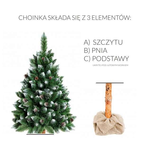 Sosna diamentowa z naturalnymi szyszkami na naturalnym pniu 90cm-220cm (NCHP12) - obrazek 2