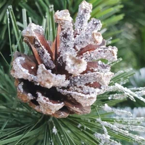 Sosna diamentowa z naturalnymi szyszkami na naturalnym pniu 90cm-220cm (NCHP12) - obrazek 5